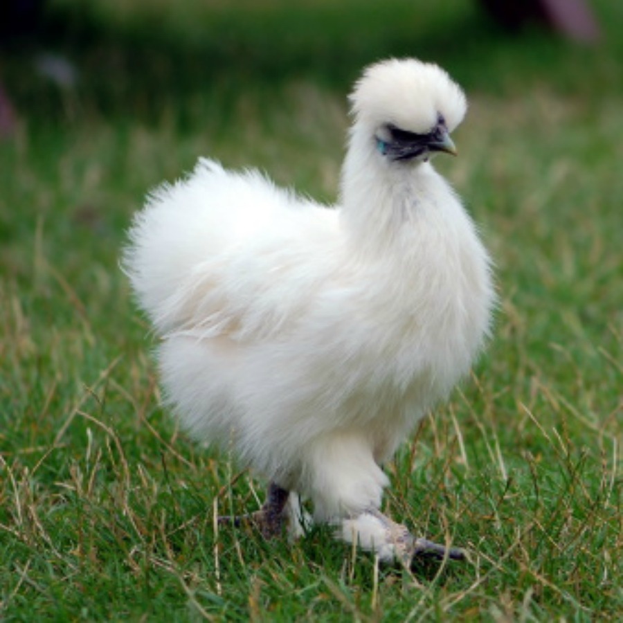 Silkie chicken